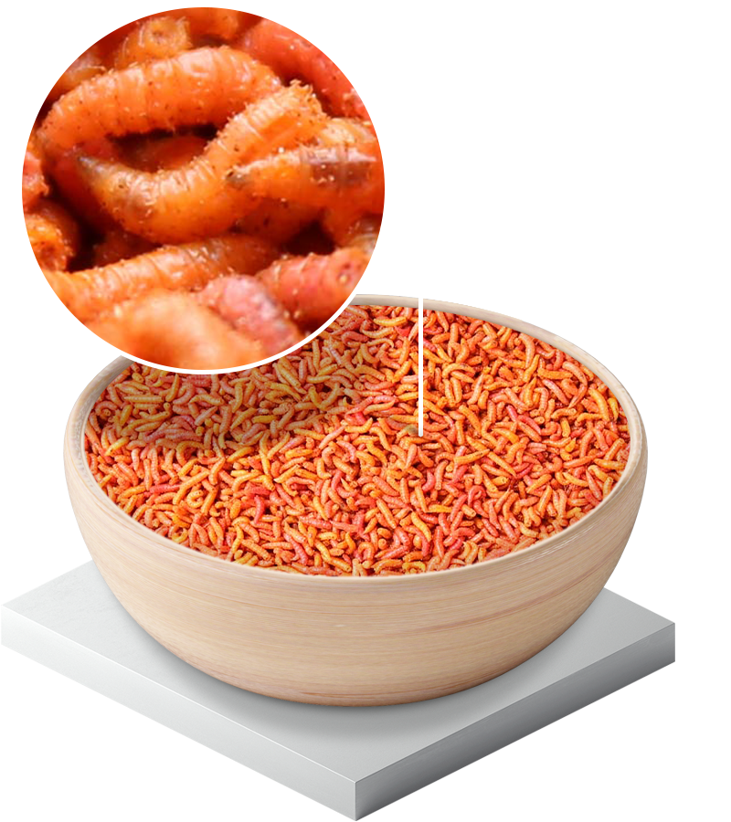 Robak Gruby Pomarańczowy